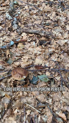 Oggi cambio il setaccio e il piatto per la boscaglia! 🌲⛏️ Esplorando i sentieri storici della Linea Cadorna nel Parco Naziona...