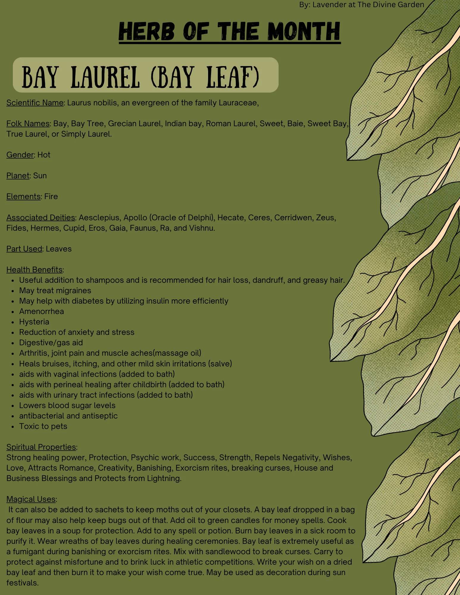 Bay Leaf product image (1)