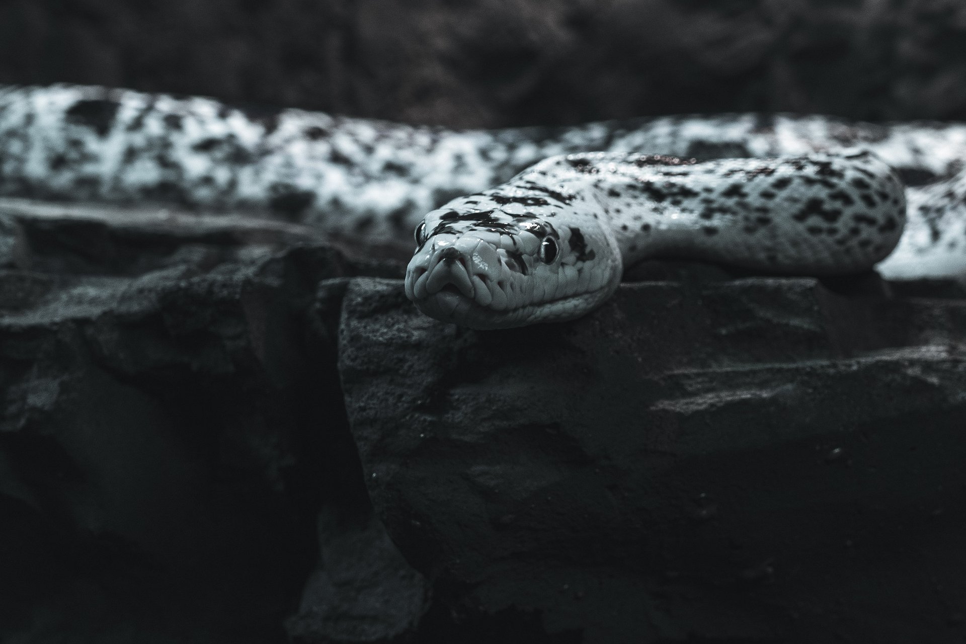 Cow Retic #3 product image (1)