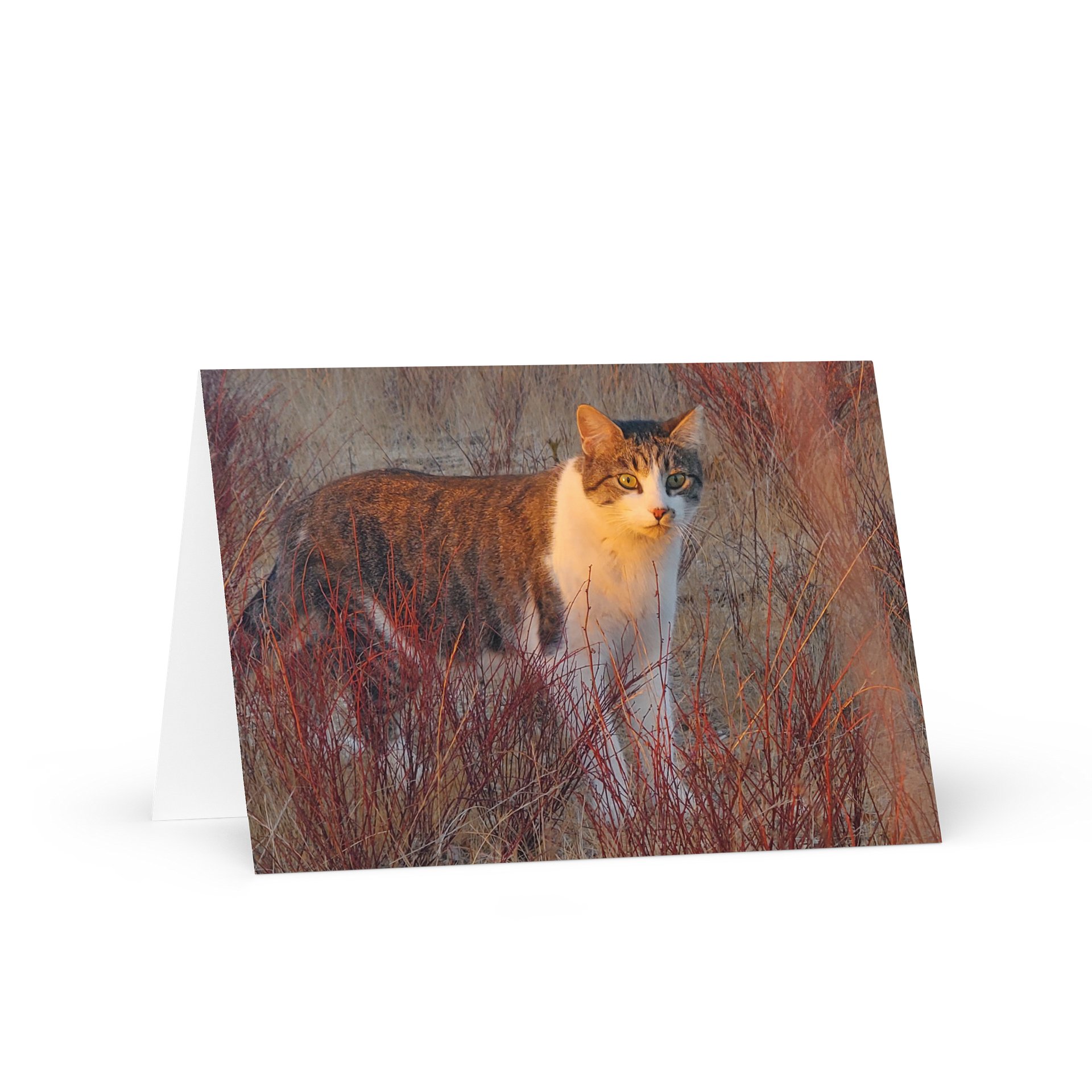 Sunset Banjo Greetings product image (1)
