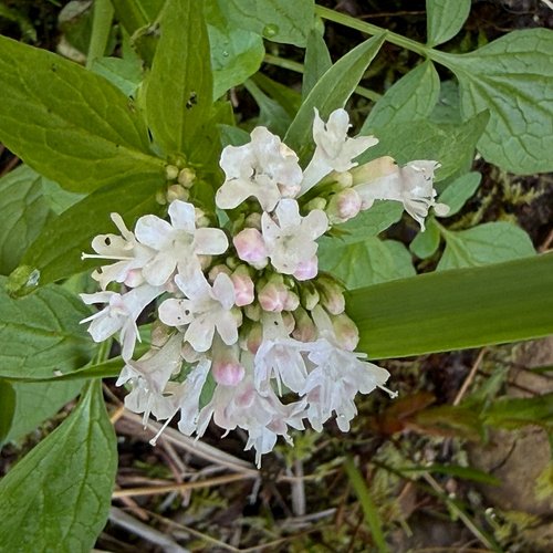 Valeriana scouleri, Scouler’s Valerian, in the Valerianaceae, the valerian family, has flowers that are pink in bud, and turn...
