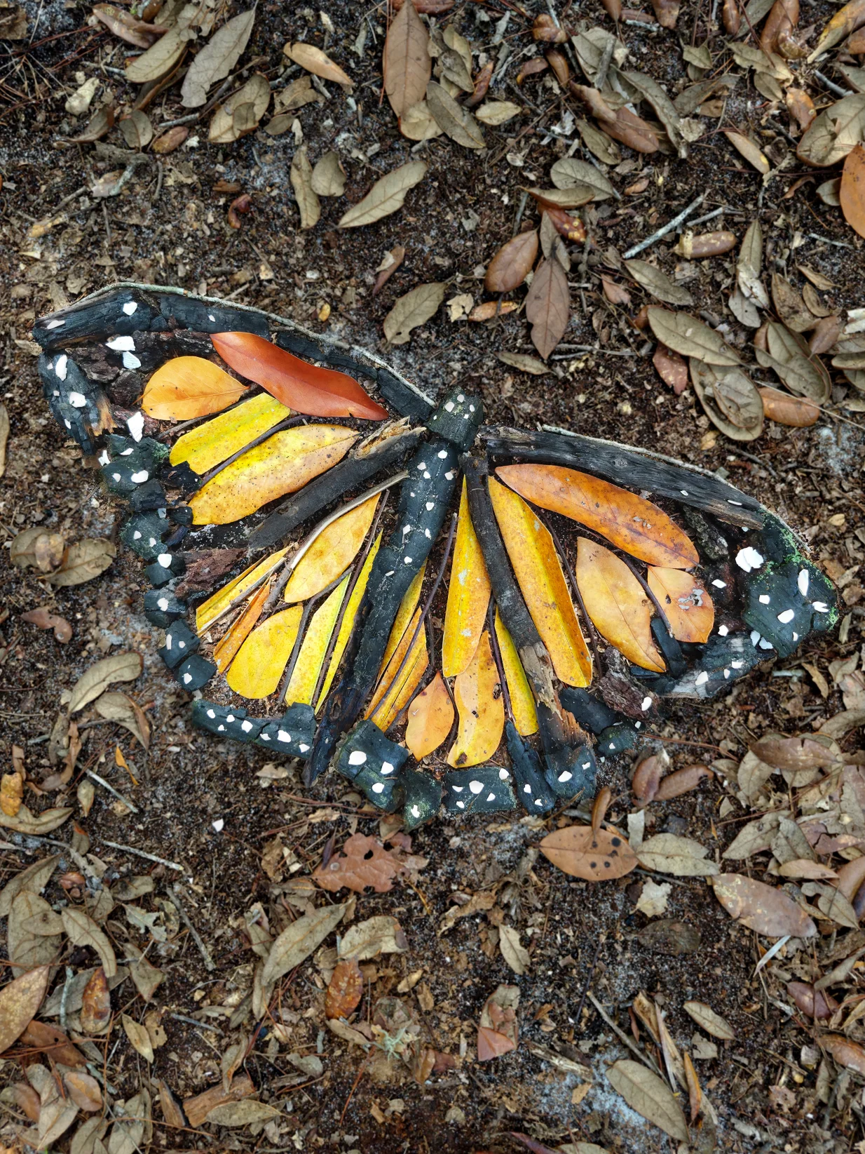 MONARCH BUTTERFLY | Nature Art Print product image (1)