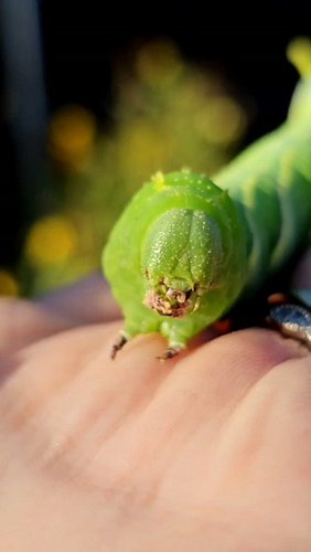 This is the pose that gave the rustic sphinx moth caterpillar its name. Back end flat against the branch, front half lifted a...