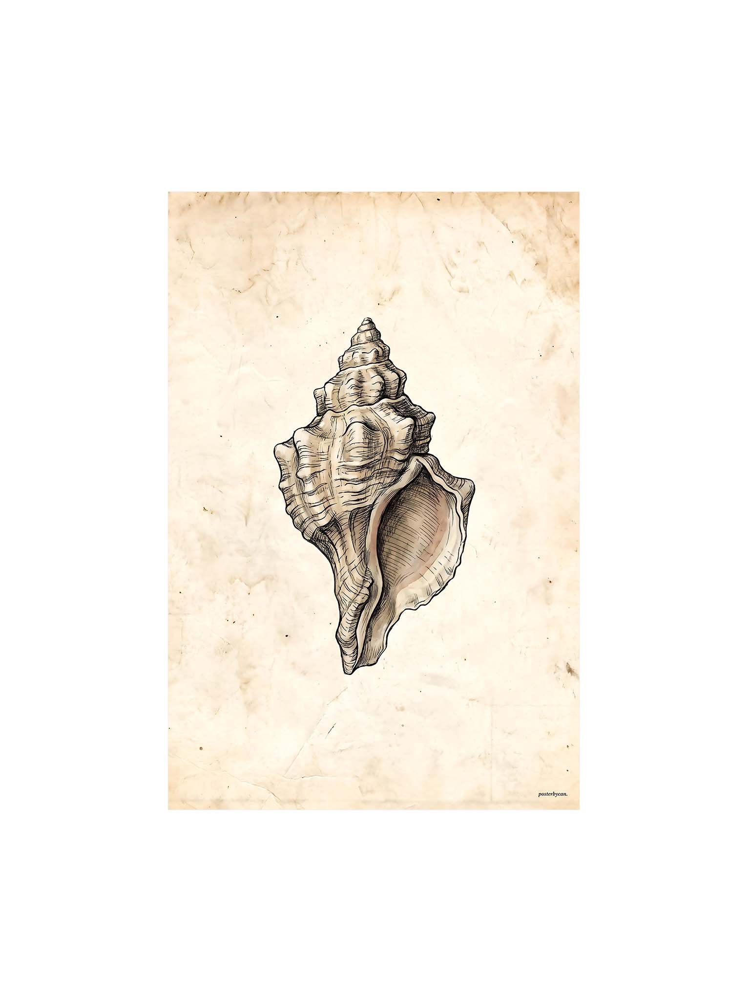 Vintage Seashell - Natural History Archive Wall Art product image (1)