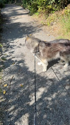 In their defense, they’ve mastered the whole “refuse the call” thing. 🐺📖😒
.
.
.
.
.
.
.
.
.
.
#siberianderpskies #husky #sibe...