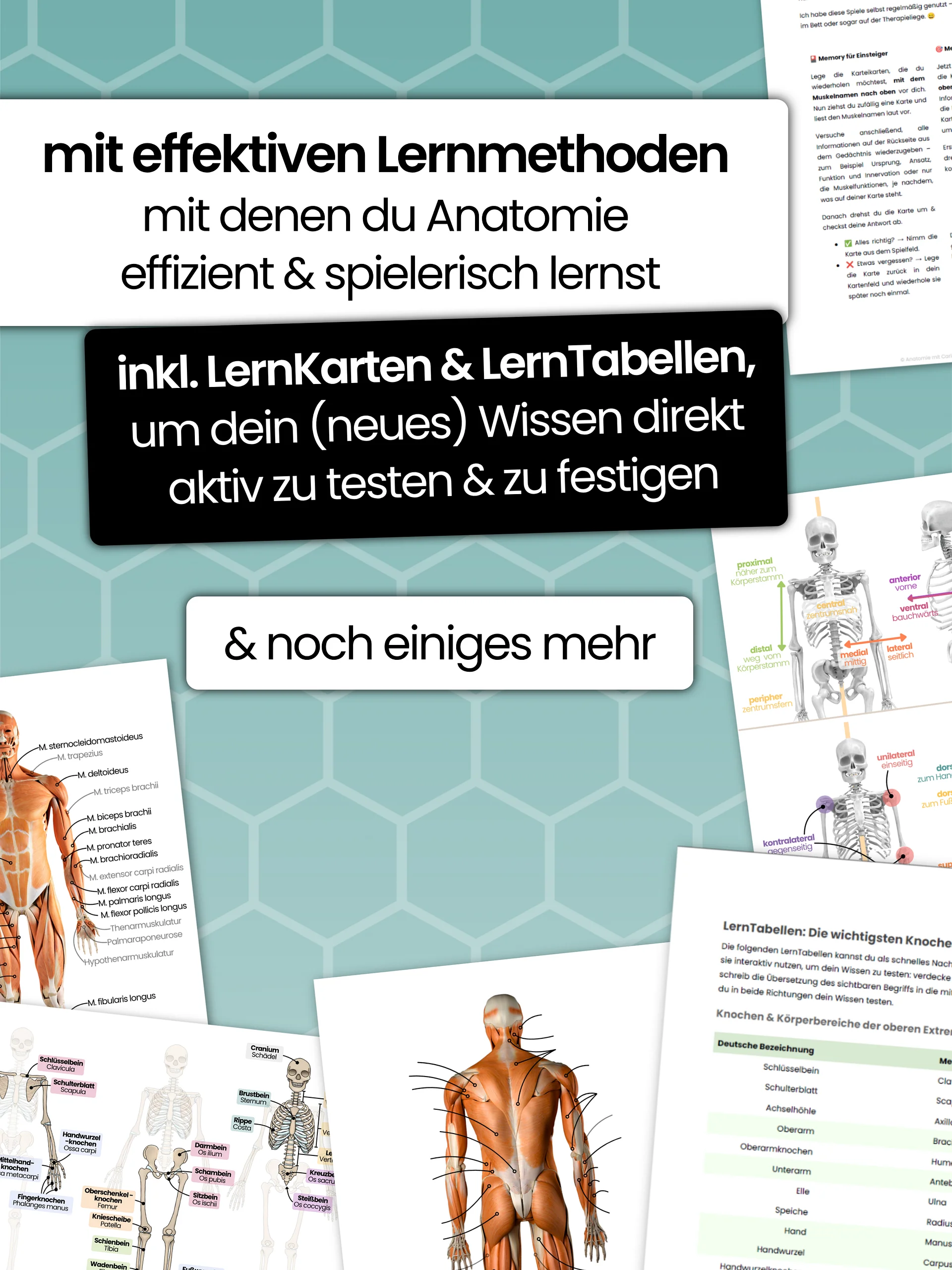 E-Book: Anatomie StarterKit product image (3)