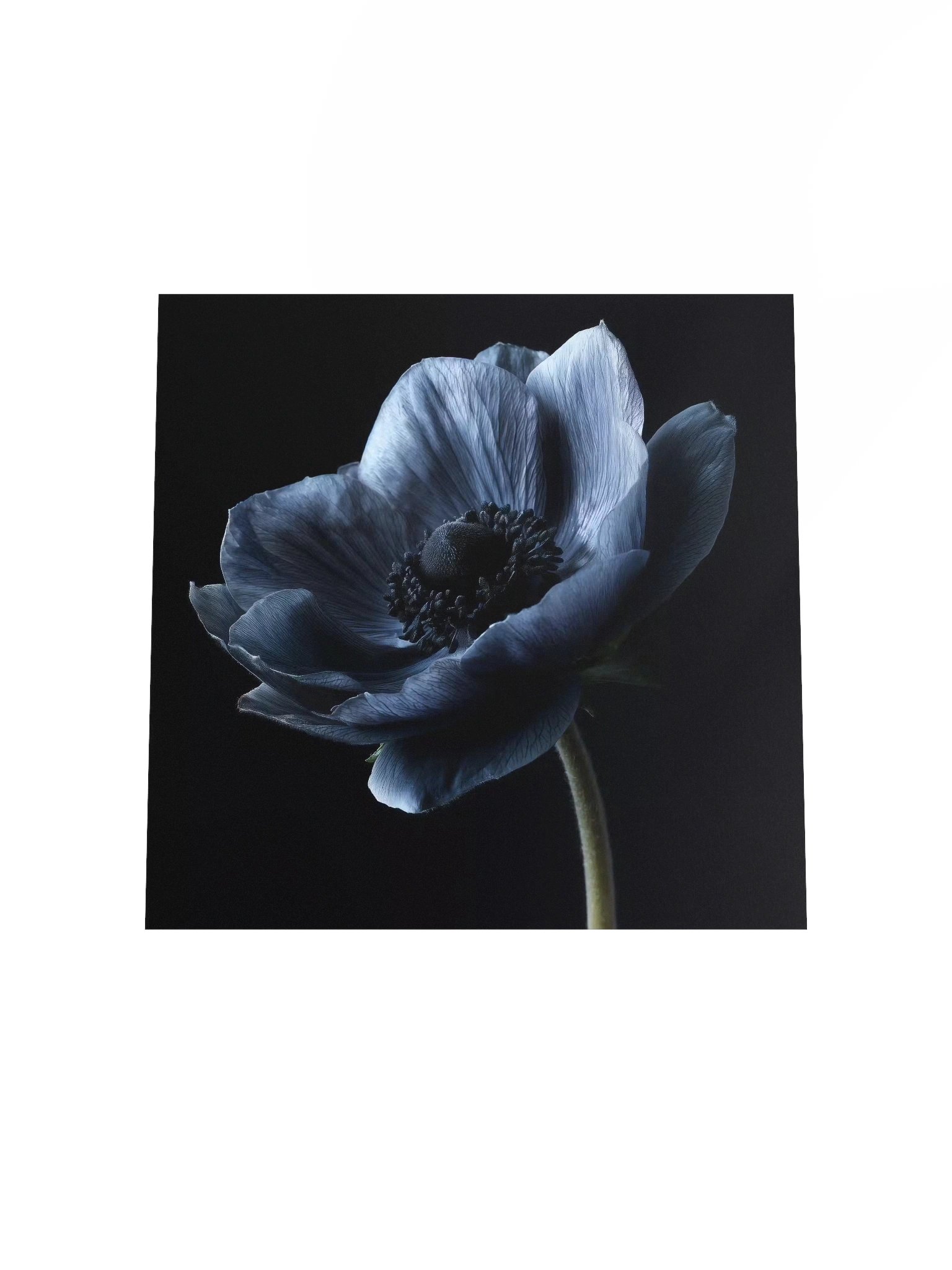 Black Field | Nocturne Anemone IV - Fine Art Print product image (4)