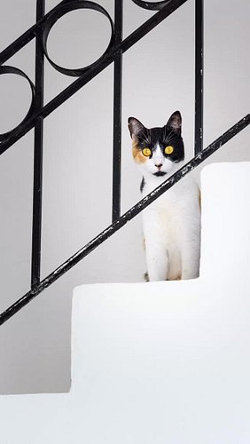 Catty making sure that you are having a good day. 

#chicathedoberman #catty #cattycat #calico