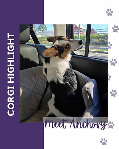 Baltimore Corgi Highlight:
Meet Anchovy, a 1 year old Pembroke Welsh Corgi! Her favorite activities are digging, choosing the...