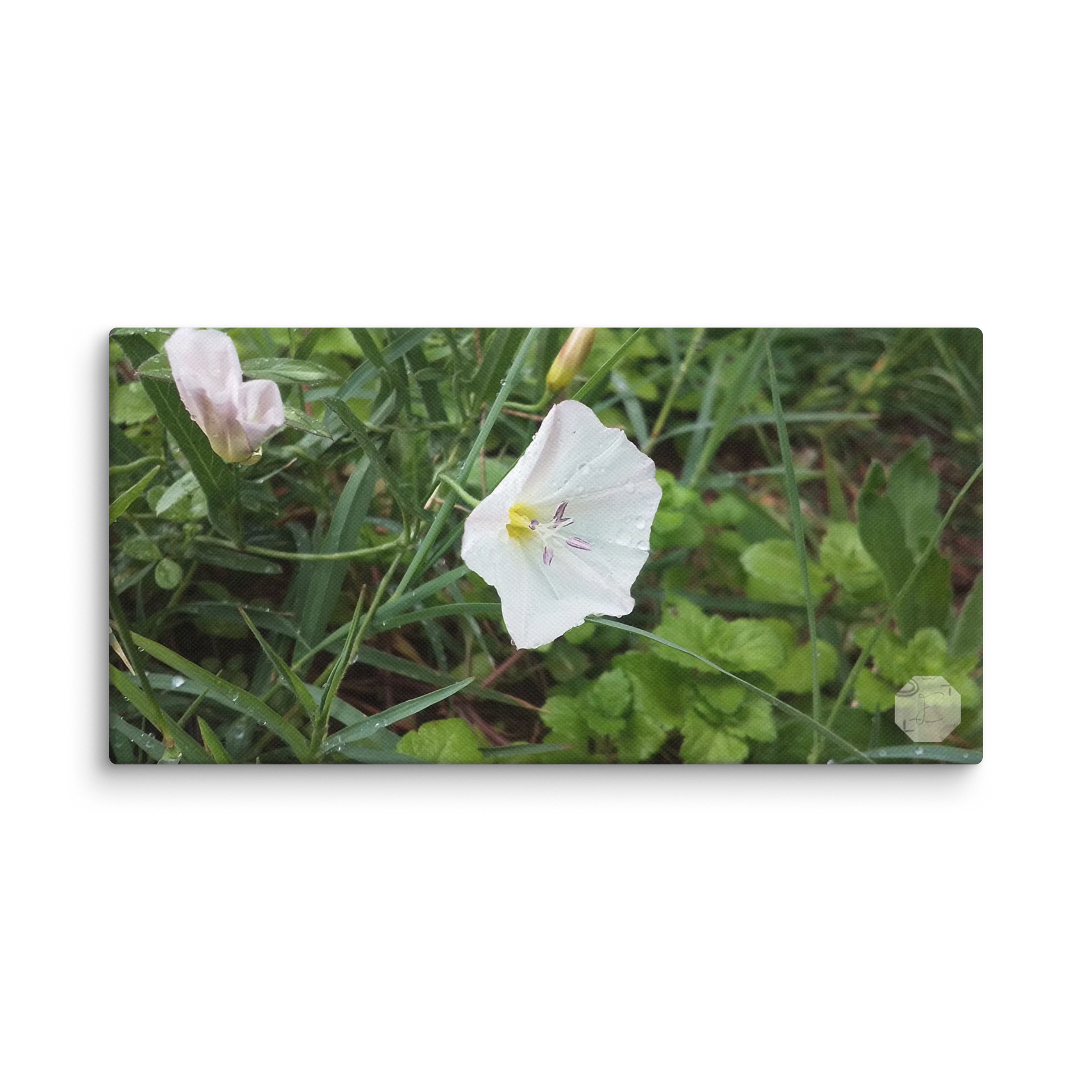 Petunia - Canvas Fine Art product image (2)