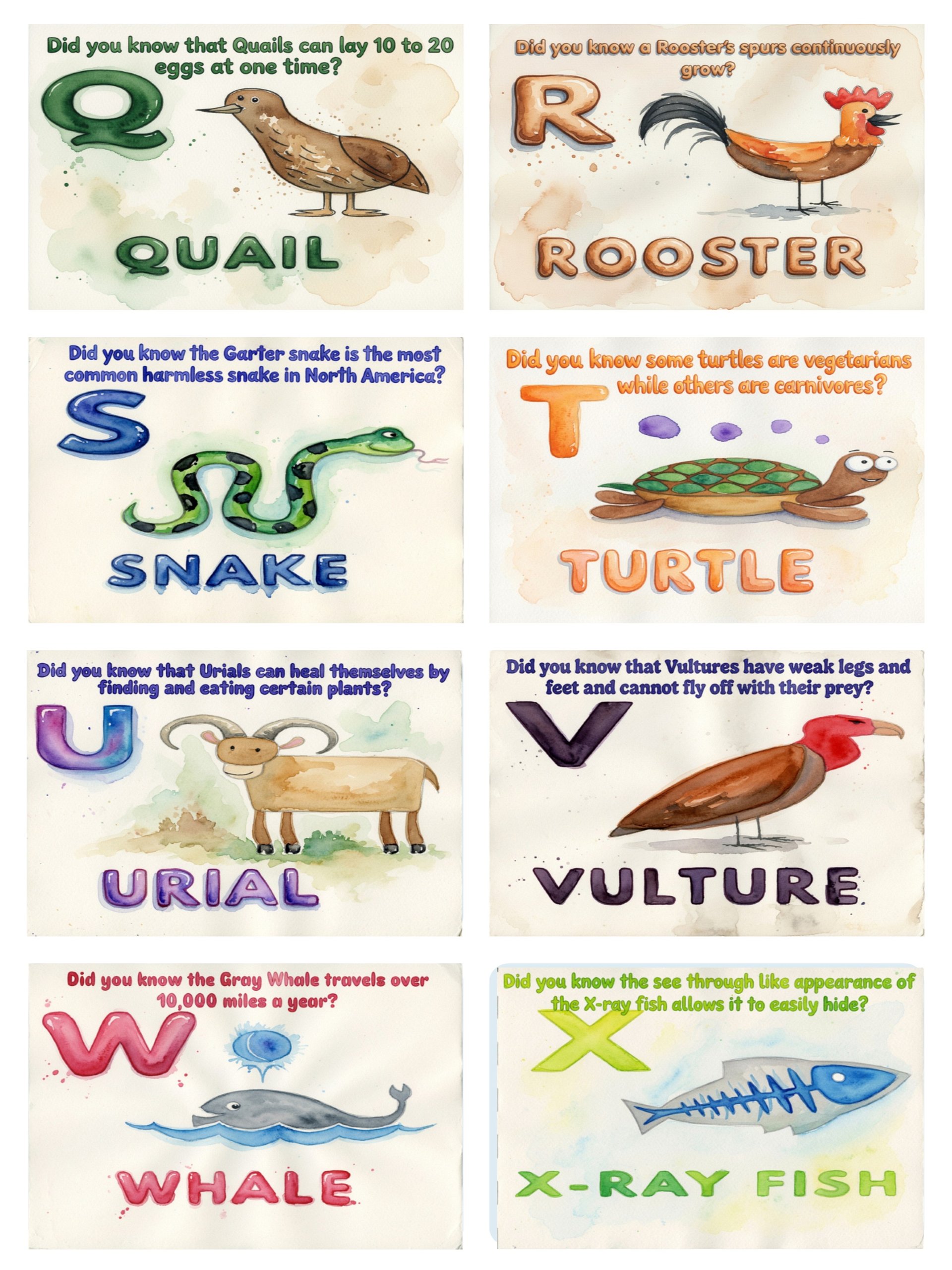Did You Know A–Z Animal Flash Cards | Fun Facts & ABC Learning product image (5)