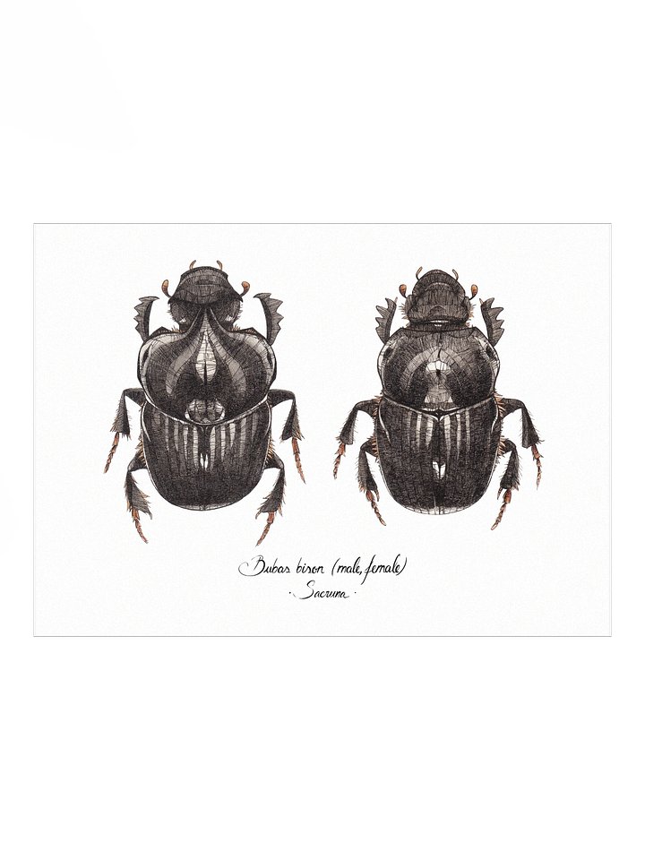 Bubas Bison • Print product image (1)