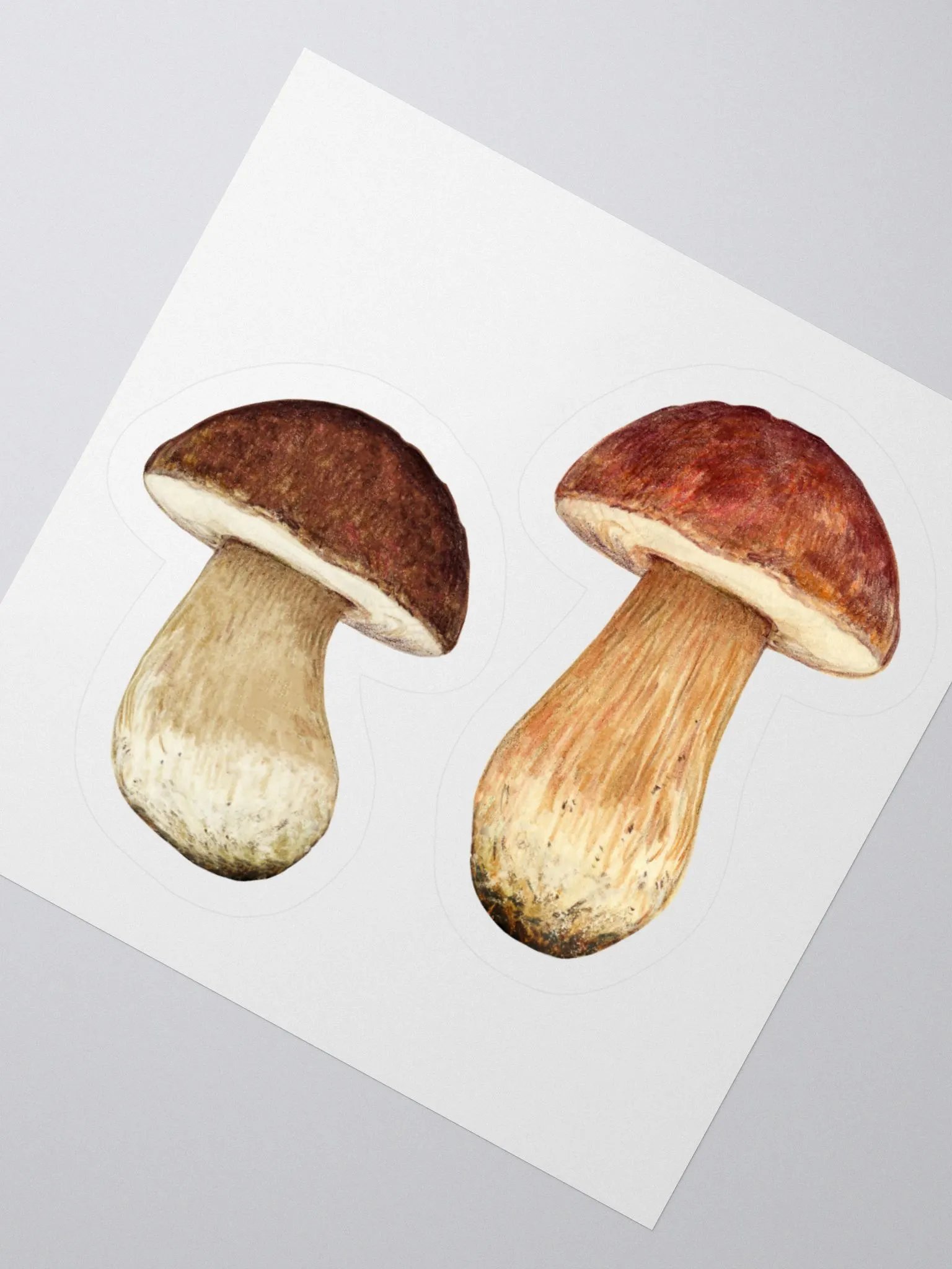 Boletus mushroom stickers product image (3)