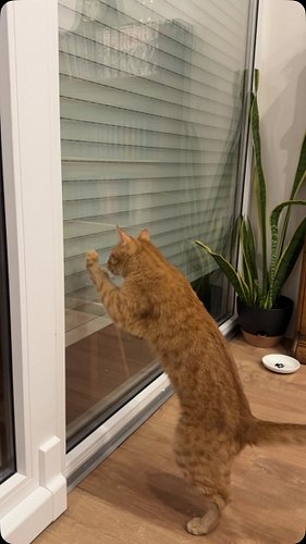 Loki engaging in his regular beef with the outside orange cat. #gatolaranja #elsanoincrível