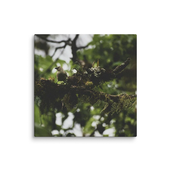 Galapagos Finch on Mossy Branch product image (15)