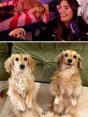 Pea and Fig visit their siblings 🥰 #dachshund #dog #dogsoftiktok #cutedog #puppy #pea #fyp