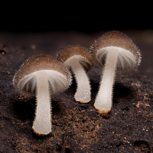 A trio of mysterious, fuzzy mushrooms found in Costa Rica. I have no clue what these are - if you have any ideas let us know!...