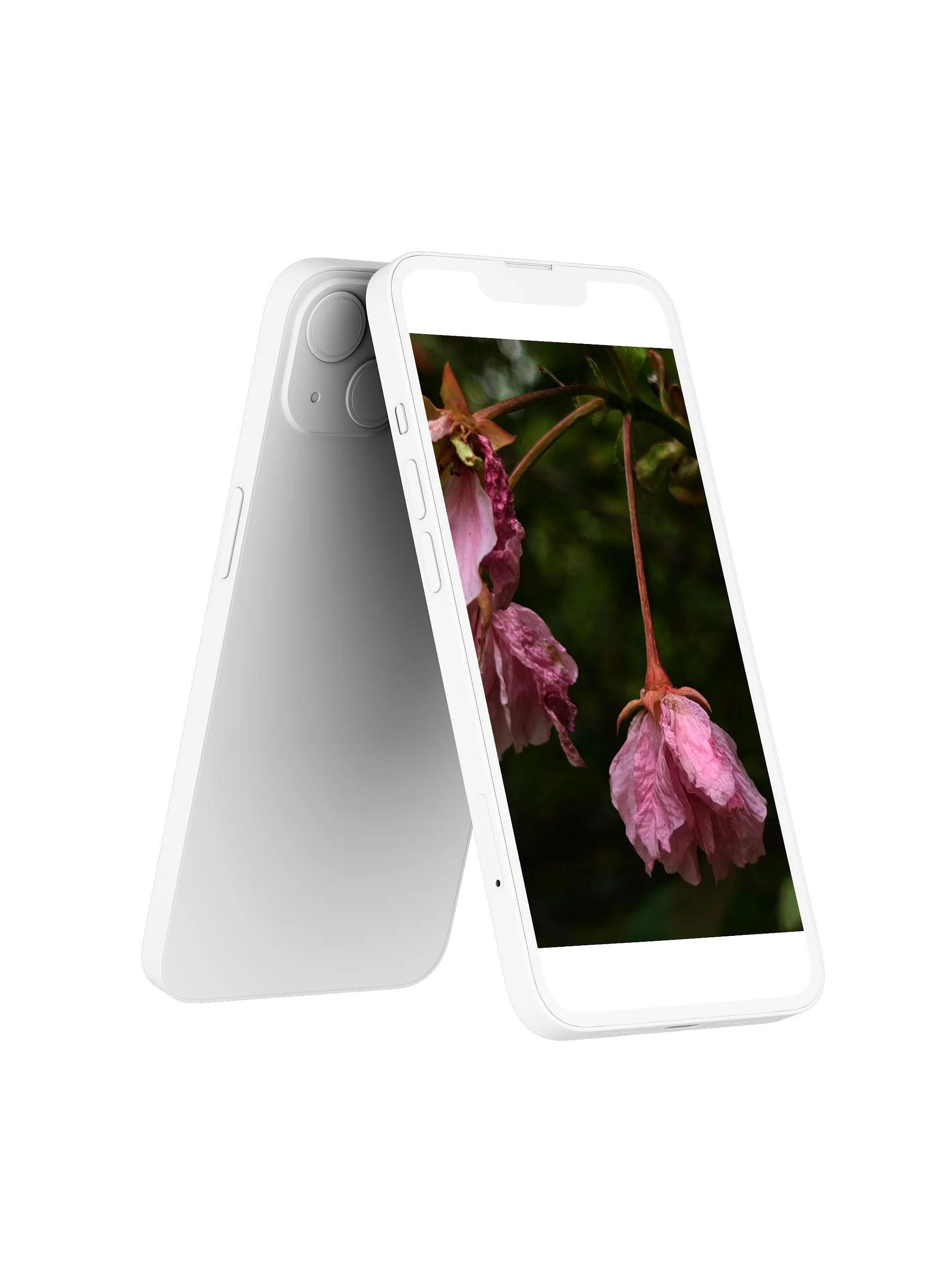 wilted cherry — phone wallpaper | from "holding" | eza product image (2)