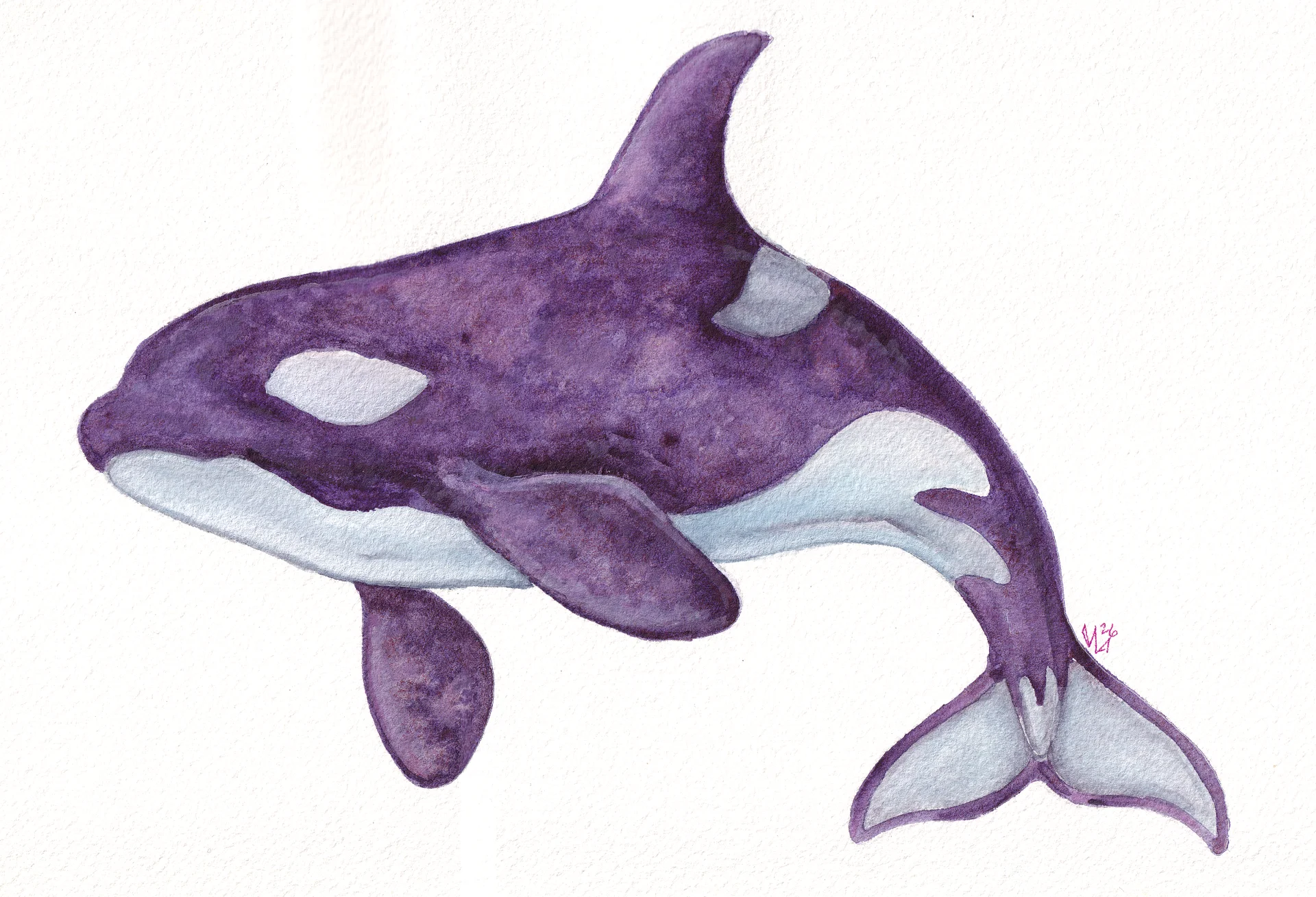 Purple Granulating Orca product image (1)