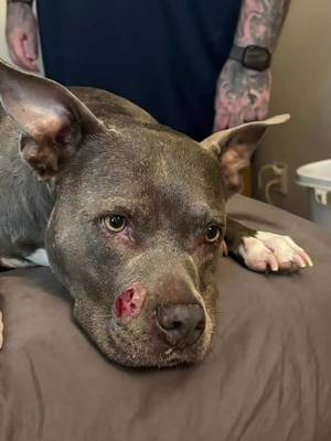 My Pitbull Millie is officially cancer free following the removal of a cancerous cell tumor on her face, Currently 20 Days post op #pitbullsoftiktok #pitbull #cancersurvivor #cancerfree #pitbulllove 