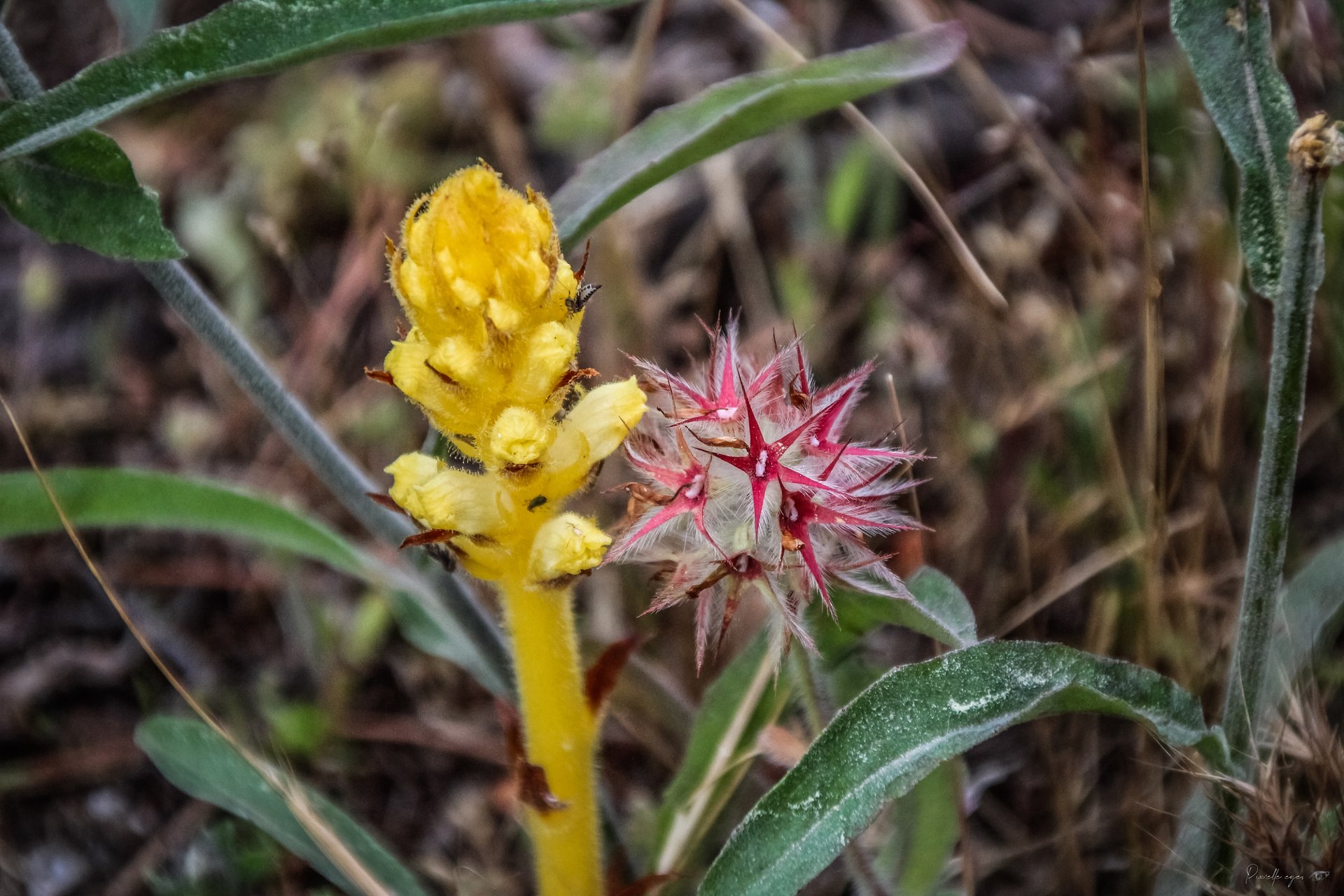 Fine Art🌿 Les Gardiennes du Sol - Orobanche et sa compagne secrète🌿 product image (1)