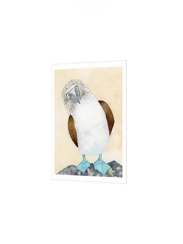 Blue-footed booby print product image (5)