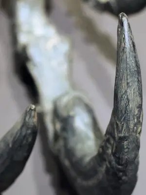 another fossil close up challenge. what are these? what creatures are they from?