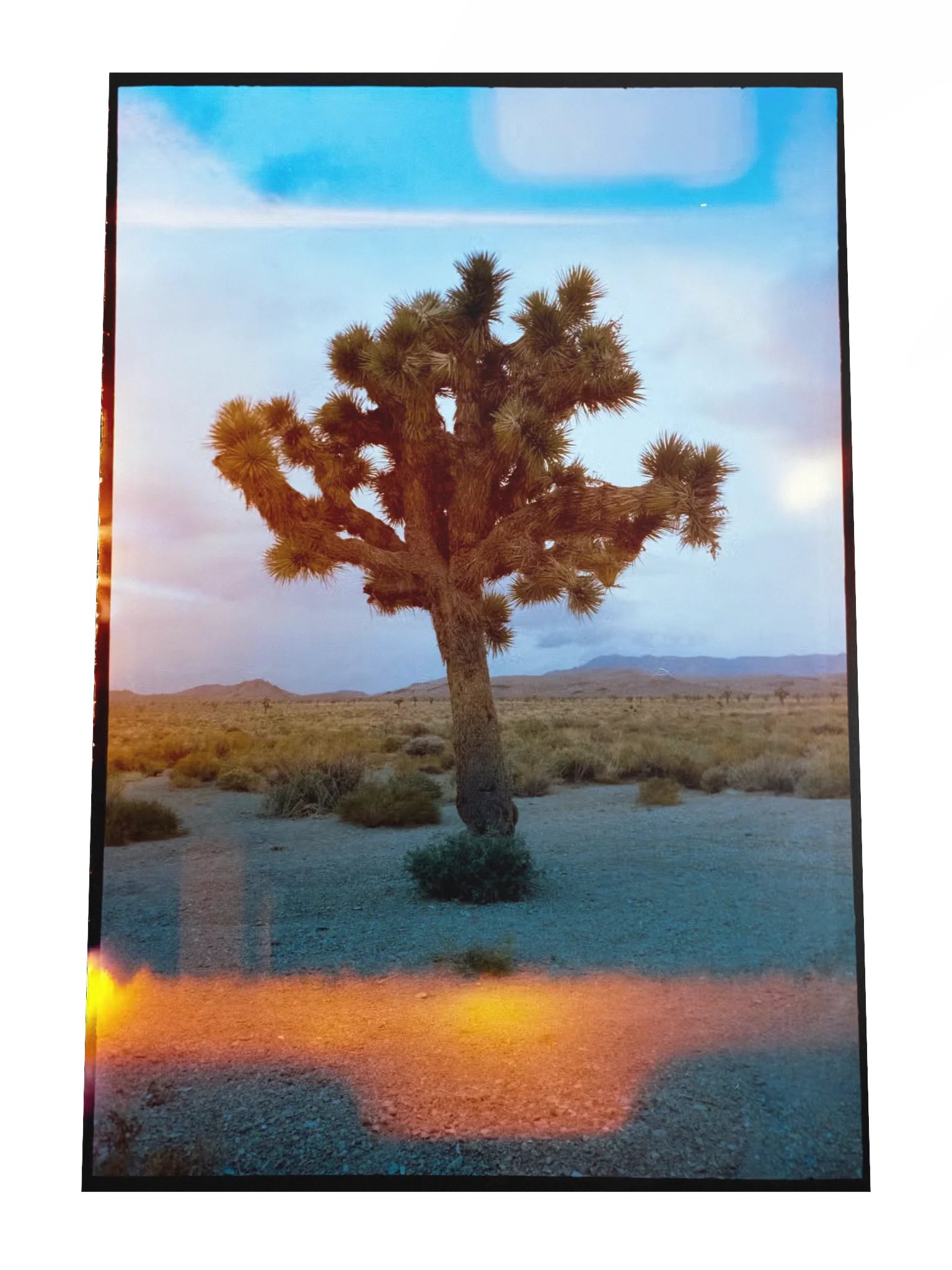 Joshua Tree Print product image (4)