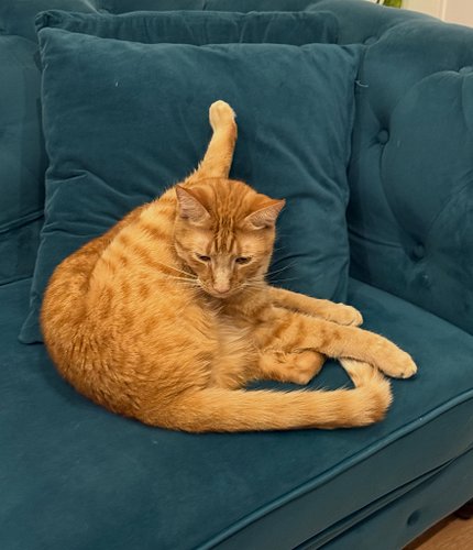 This cat. Loki is such a proper young gentleman. 

#felizano2026 #elsanoincrível