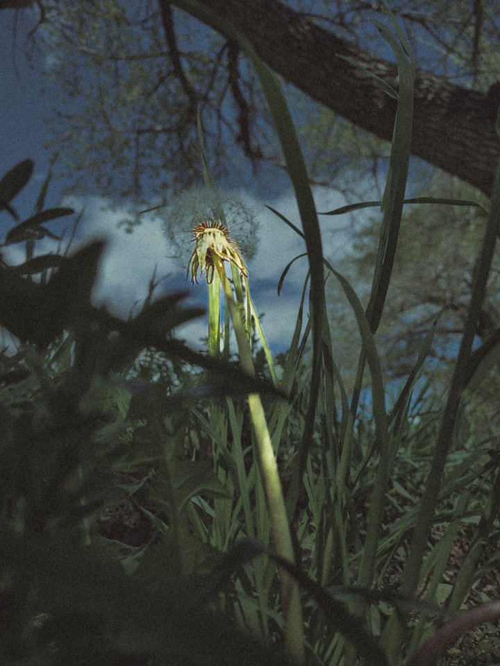 Waldo the Weed. product image (2)