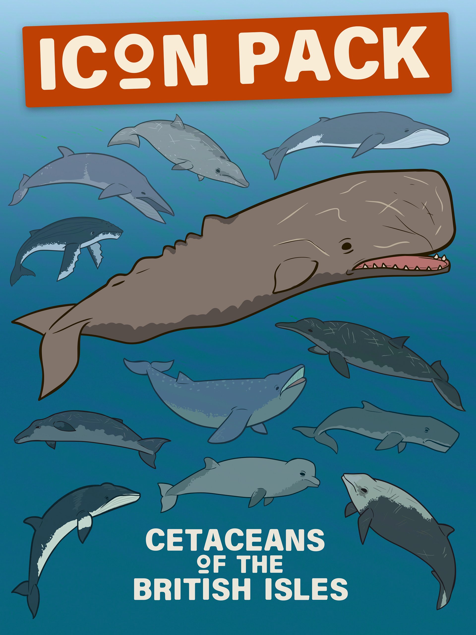 12 Cetaceans of the British Isles product image (1)