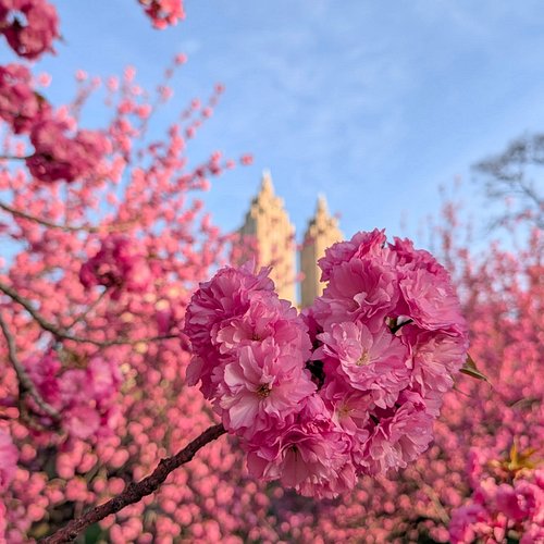 The cherry blossoms are in full bloom in #centralpark along #bridlepath on the west side of the reservoir! This also features...