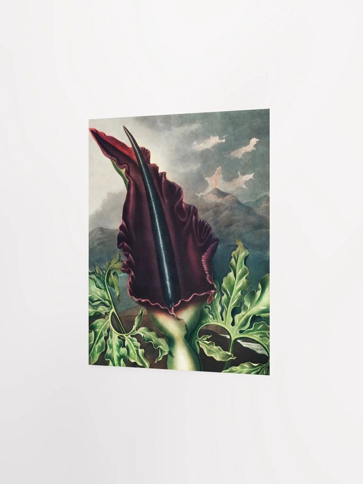 Majestic Maroon Flower Poster product image (2)