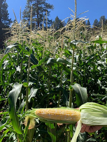 Sweet corn is here! Pop-up farmstand Saturday Aug 29 at @cedarvillevault 9-12. Stock up before you head to the fair. We will ...