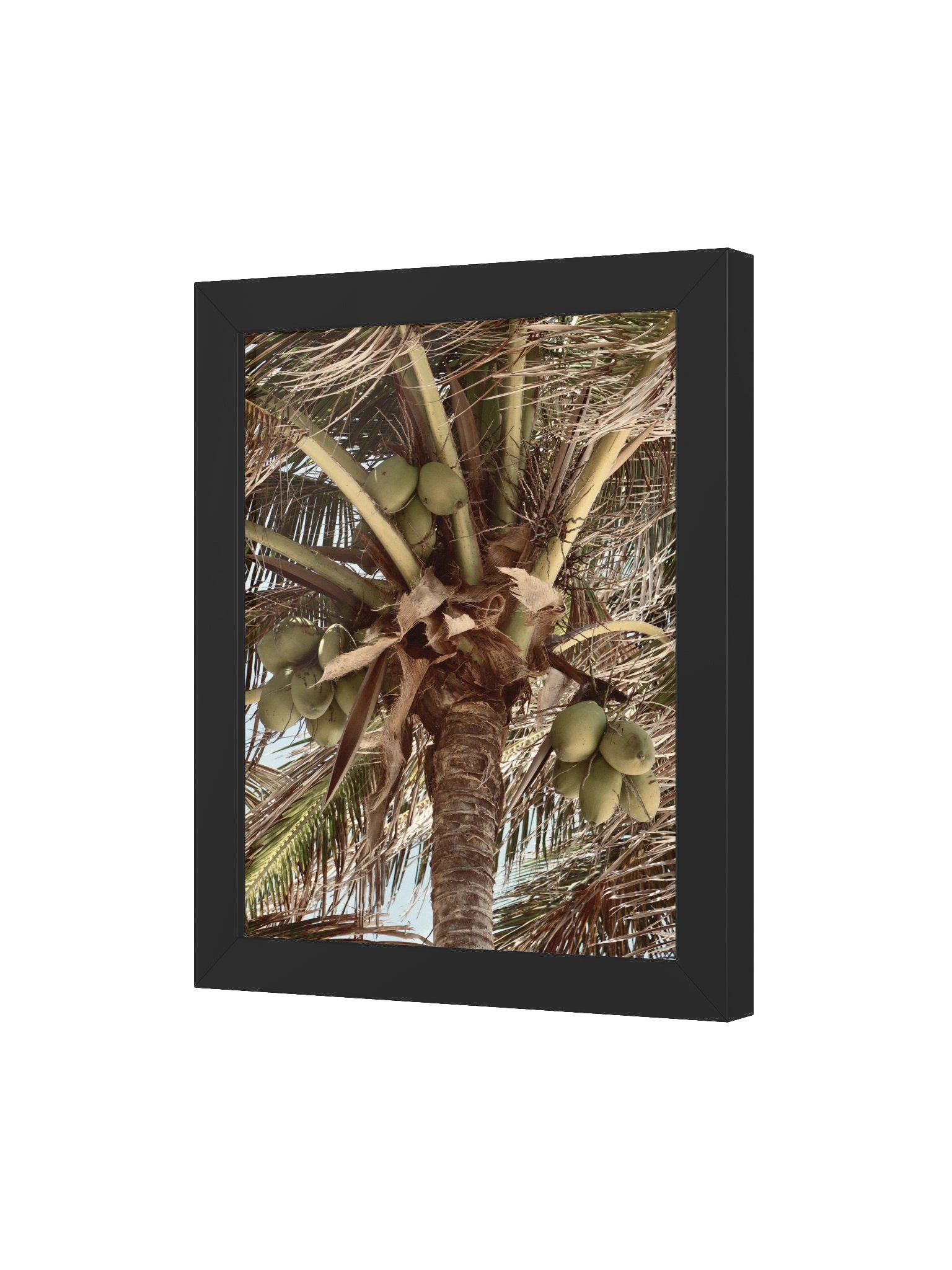 Tulum Coconuts product image (13)