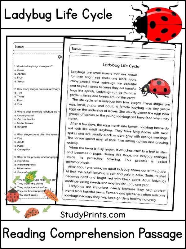 Ladybug Life Cycle Reading Comprehension Passage and Questions | Printable PDF product image (1)