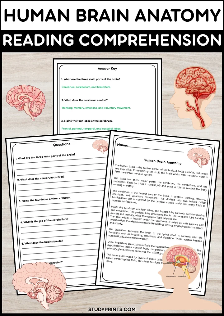 Human Brain Anatomy Reading Passage with Comprehension Questions | Science Activity product image (1)