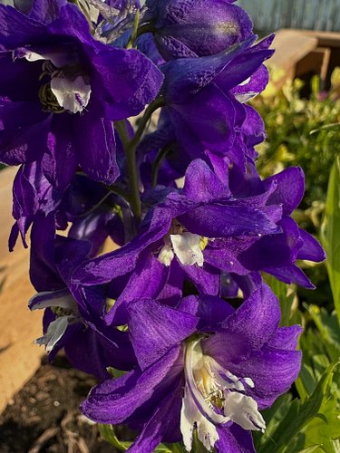 It’s a down day puttering around as I tend to the home. And look! The Larkspur has bloomed!! It is Such a pretty colour. Wish...