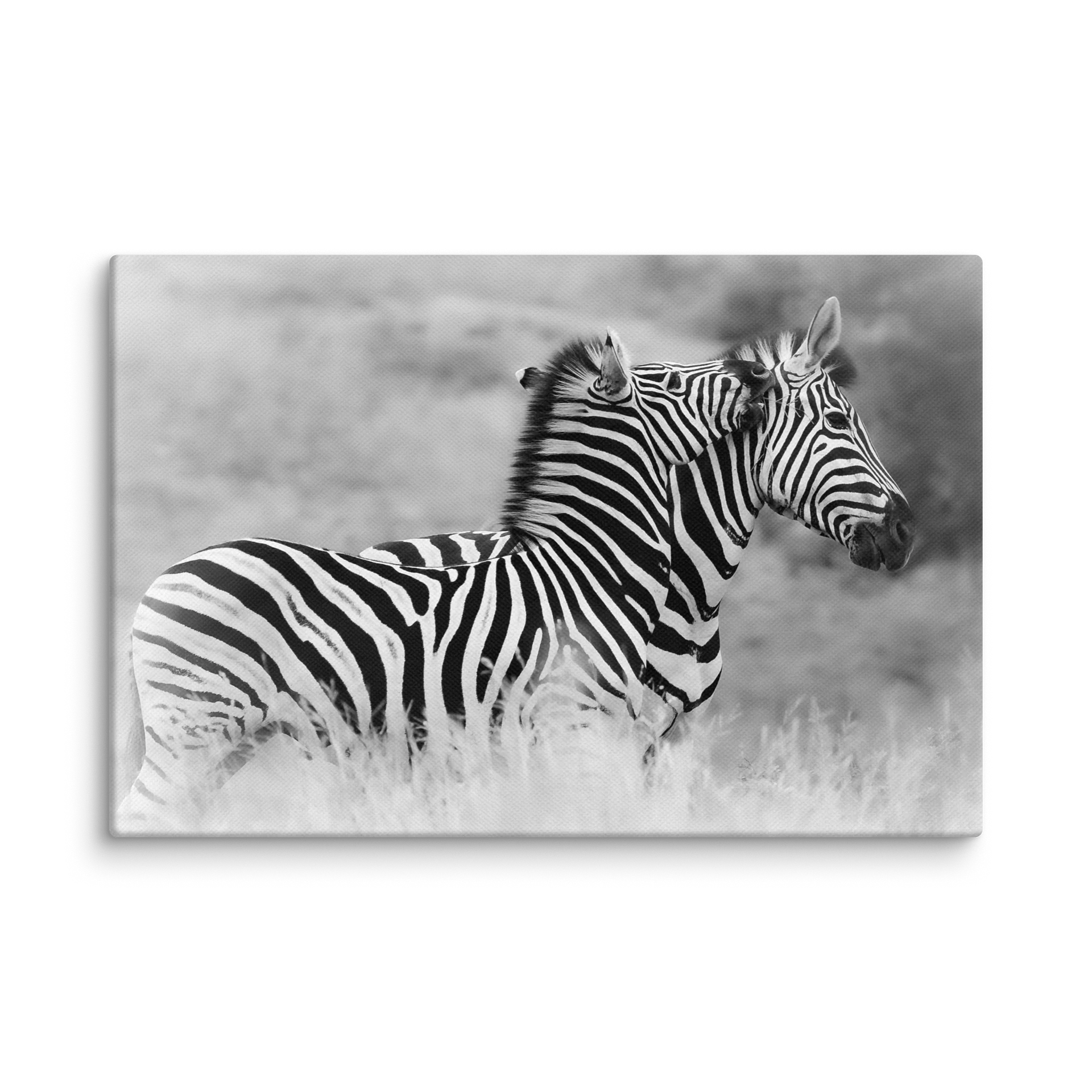 Zebras, High Key product image (1)
