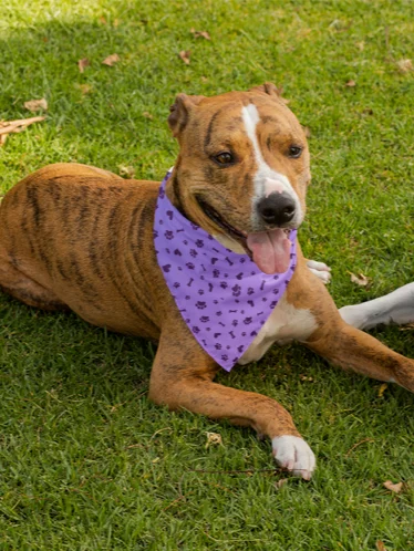Purple Bandana (For Pets & People!) product image (1)