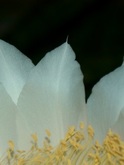 Night-Blooming Cereus Digital Wallpaper Set product image (3)