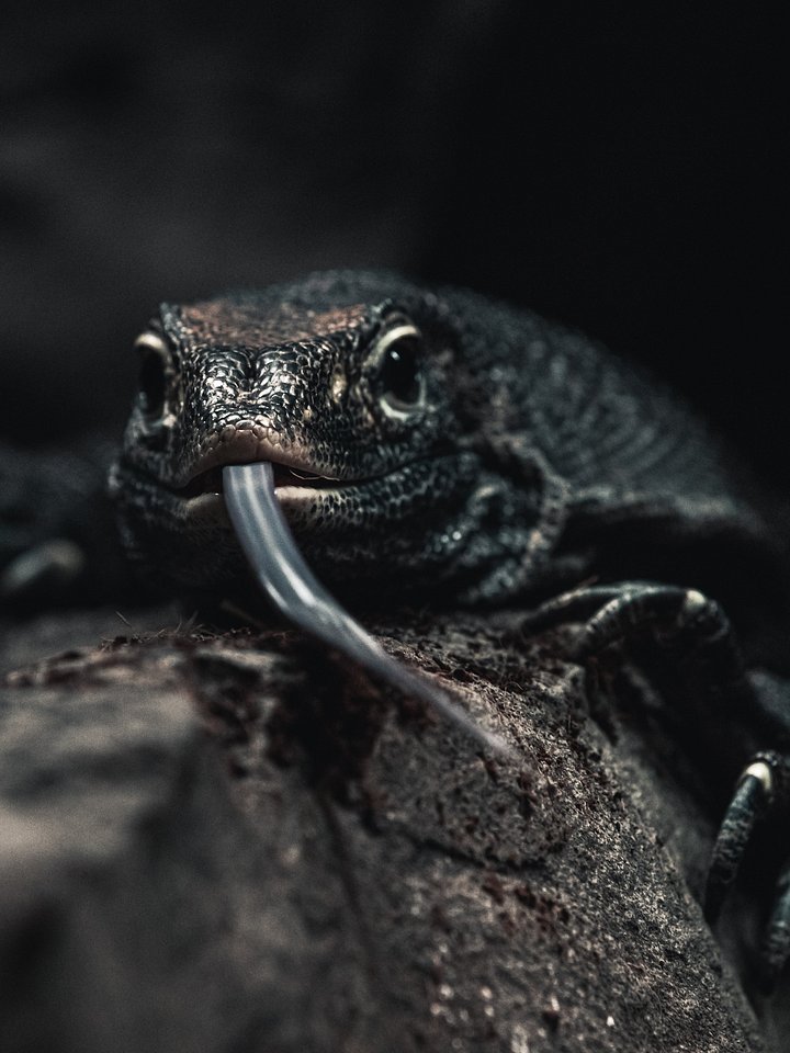 Melanistic Nile Monitor product image (1)