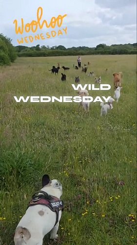 TGIF or TGIW - thank god it's Wednesday;)
Appreciating a good walks for humans and animals. - especially like this one with a...