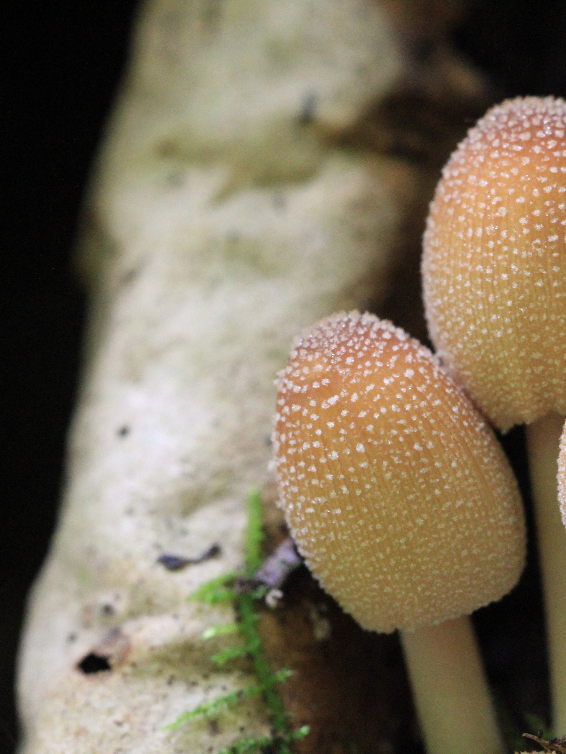 Fungi Image Collection product image (11)