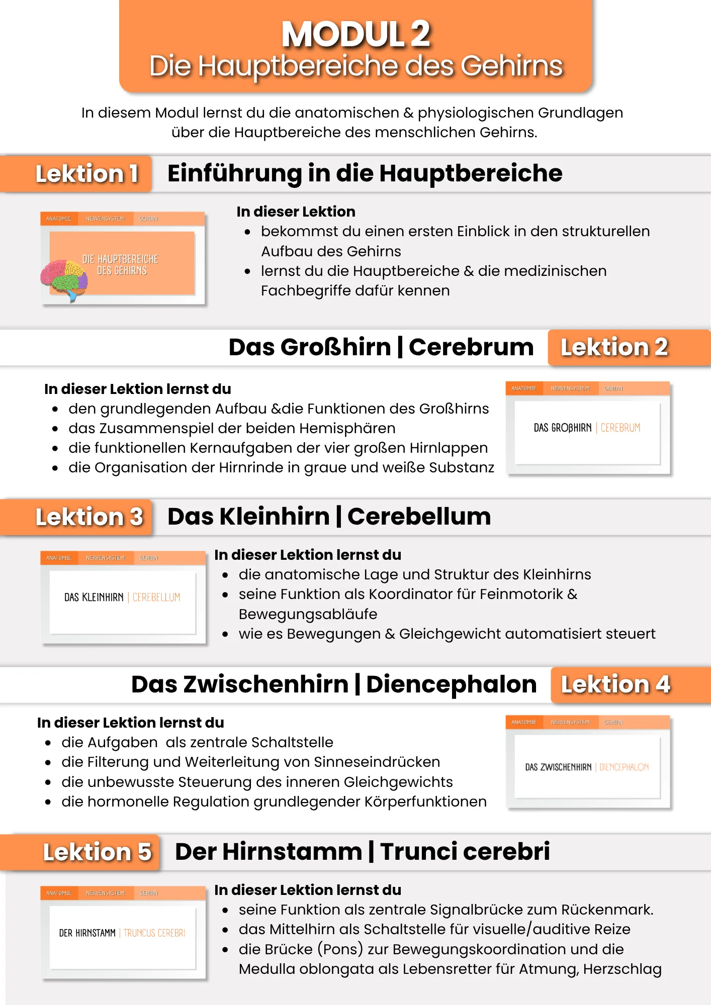 Das Gehirn | der Grundlagenkurs product image (4)