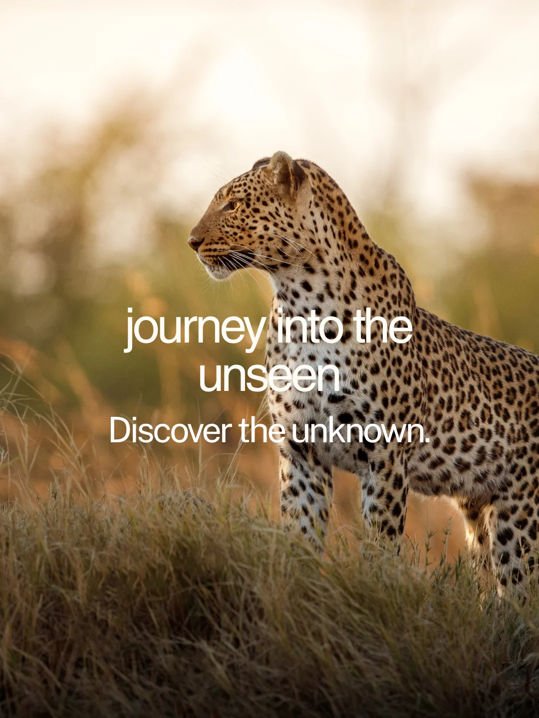 Meet Your Animal Guide - Pathworking Journey product image (2)
