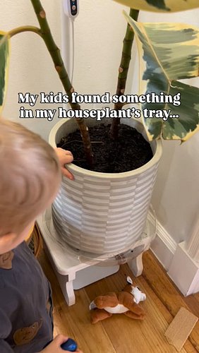 why do they have to have so many legs? 🤢 

#houseplantcommunity #plantsofinstagram #houseplantsofinstagram #houseplantclub