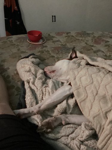 How does one convince their spoiled rotten Amstaff to stop taking her half out of the middle? i
