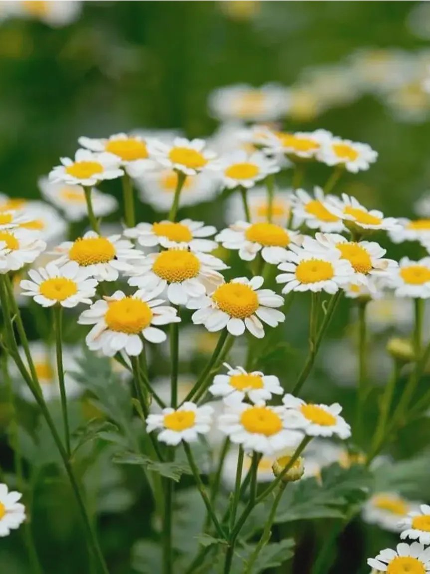 Armenian Chamomile Tea 25g product image (2)