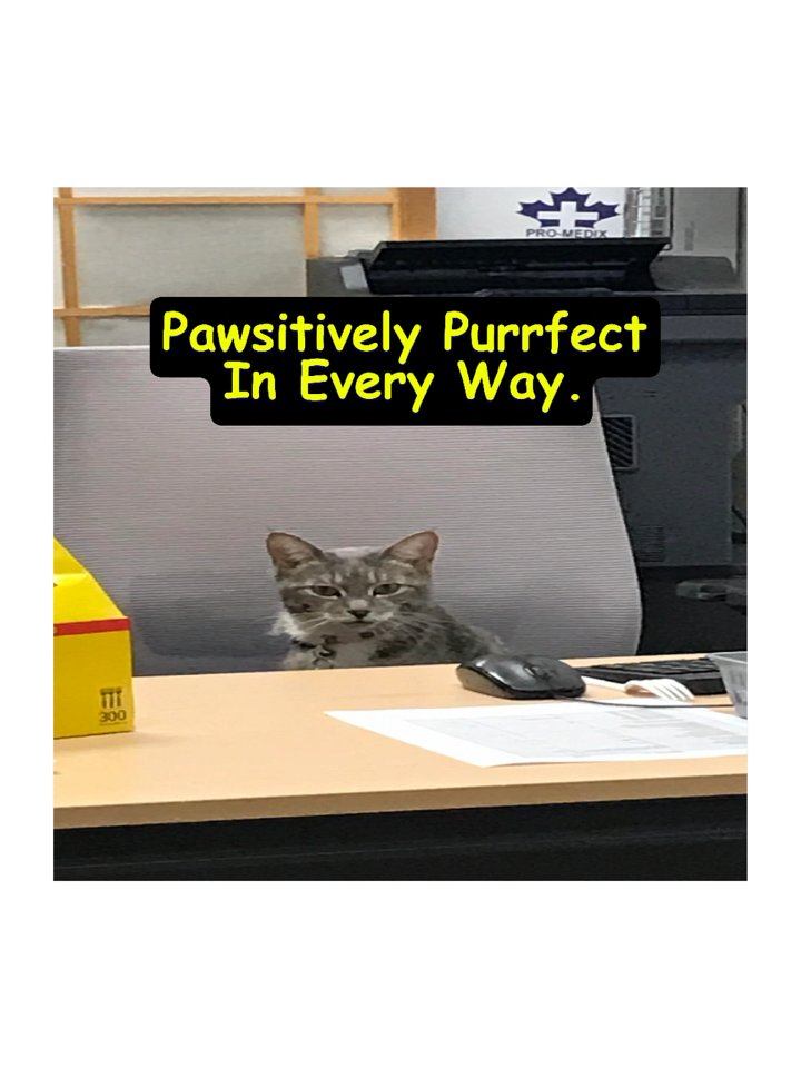 Pawsitively Purrfect Sticker product image (1)